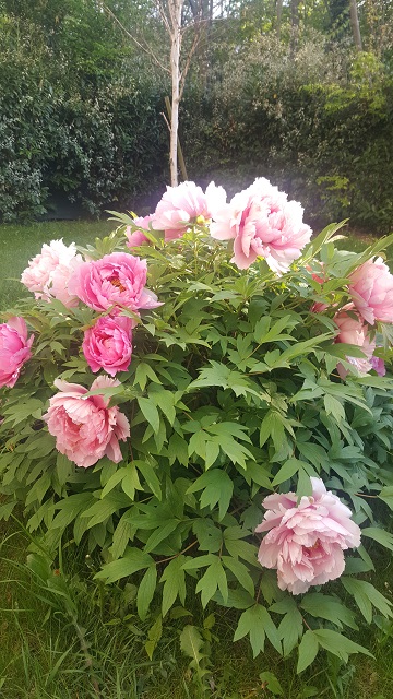 Décoration et aménagement du jardin