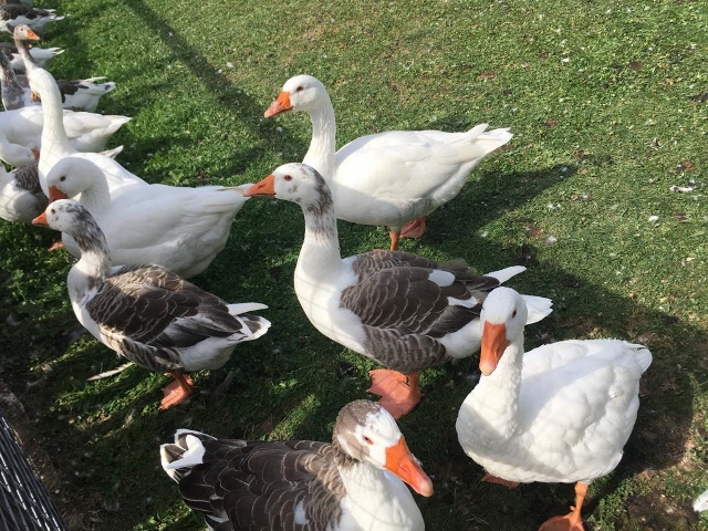 ferme des Chanteraines