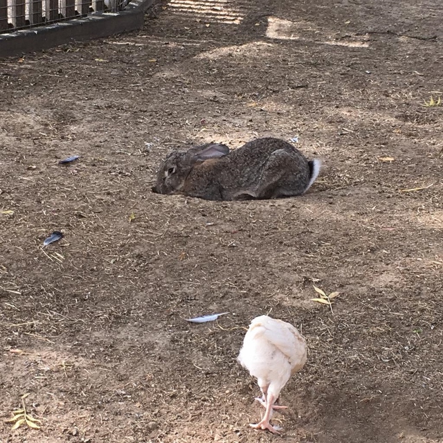 ferme des Chanteraines