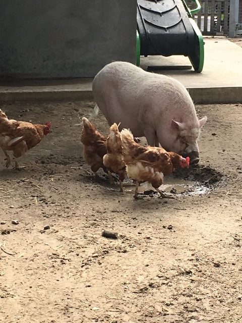 ferme des Chanteraines