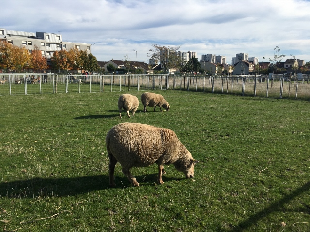 LA FERME OUVERTE Ferme urbaine de Saint Denis (17)