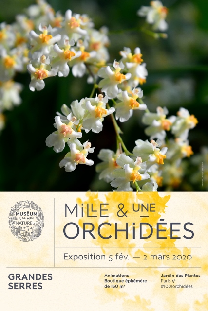 orchidées