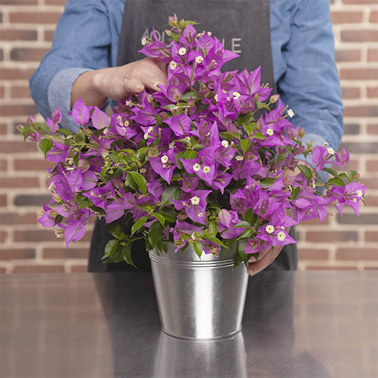 Livraison de fleurs à domicile