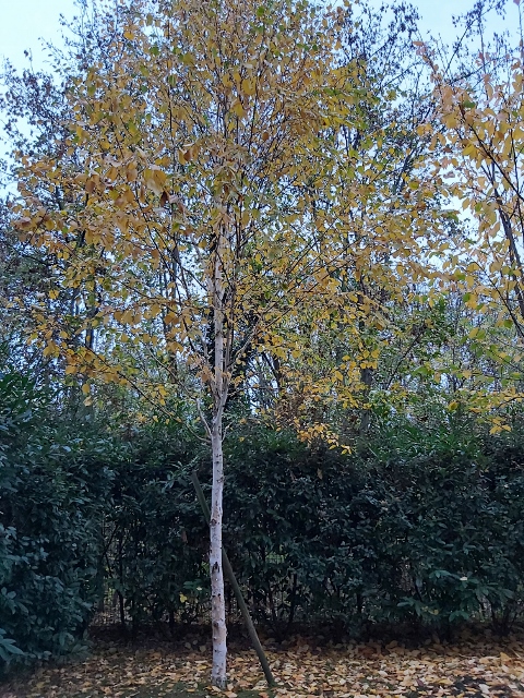 Mon jardin en automne